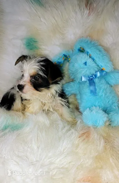 Bullseye – Yorkshire Terrier puppy for sale in Limestone, TN