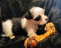 Bullseye, a male Yorkshire Terrier for sale in Limestone, TN – Photo 1 of 2