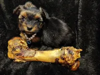 Misty, a female Yorkshire Terrier for sale in Limestone, TN – Photo 3 of 3