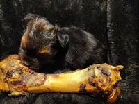 Misty, a female Yorkshire Terrier for sale in Limestone, TN – Photo 2 of 3