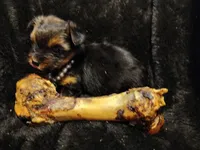 Misty, a female Yorkshire Terrier for sale in Limestone, TN – Photo 1 of 3