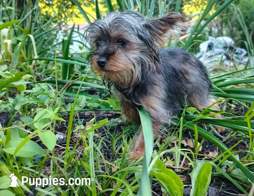 Grace small, a female Yorkshire Terrier for sale in Limestone, TN – 1 of 6