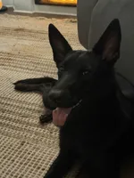 HERMÈS, a female German Shepherd Dog for sale in Raeford, NC – 3 of 6