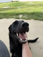 HERMÈS, a female German Shepherd Dog for sale in Raeford, NC – 5 of 6