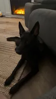 HERMÈS, a female German Shepherd Dog for sale in Raeford, NC – 1 of 6