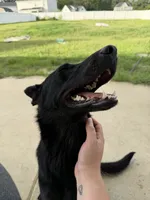HERMÈS, a female German Shepherd Dog for sale in Raeford, NC – 4 of 6
