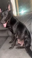 HERMÈS, a female German Shepherd Dog for sale in Raeford, NC – 2 of 6
