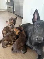 HERMÈS, a female German Shepherd Dog for sale in Raeford, NC – 6 of 6