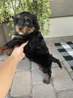 Sparkler, a female Cavapoo and Miniature Bernedoodle for sale in Superior, AZ – 3 of 4