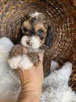 Moana, a female Bernedoodle and Golden Mountain Doodle for sale in Superior, AZ – 5 of 10