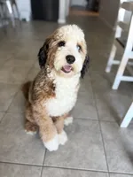 Bluey, a female Miniature Bernedoodle for sale in Superior, AZ – 8 of 10