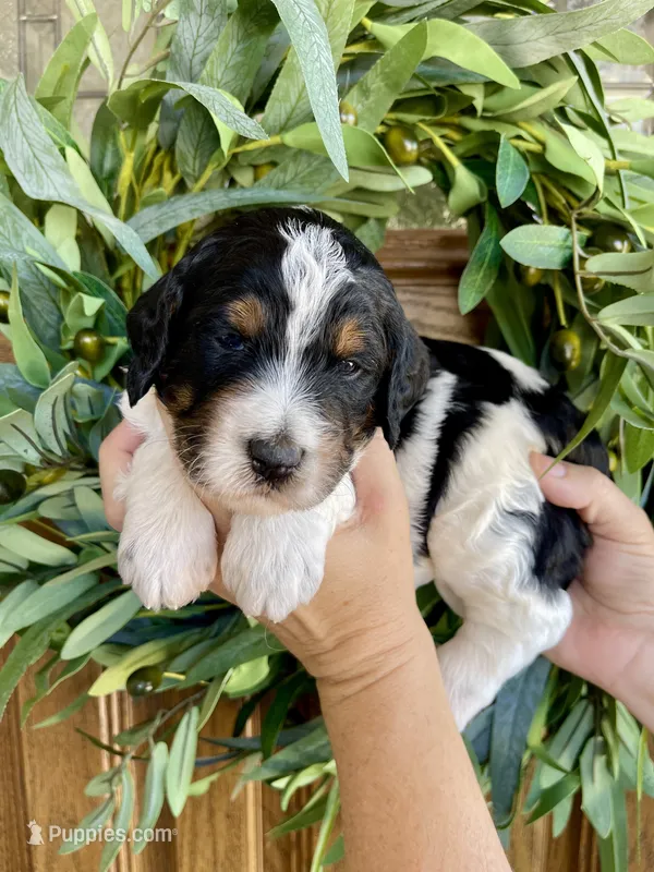 Bali – Bernedoodle, Golden Mountain Doodle puppy for sale in Superior, AZ
