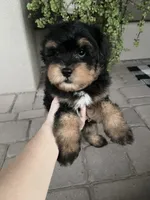 Anthem, a male Cavapoo and Miniature Bernedoodle for sale in Superior, AZ – 2 of 4