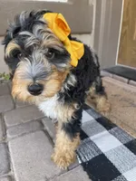 Bluey, a female Miniature Bernedoodle for sale in Superior, AZ – 1 of 10