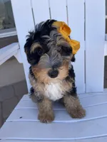Bluey, a female Miniature Bernedoodle for sale in Superior, AZ – 5 of 10