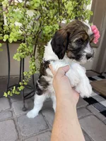 Tiki, a female Bernedoodle and Golden Mountain Dog for sale in Superior, AZ – 3 of 8