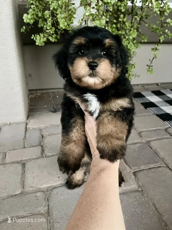 Anthem – Cavapoo, Miniature Bernedoodle puppy for sale in Superior, AZ
