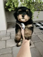 Anthem, a male Cavapoo and Miniature Bernedoodle for sale in Superior, AZ – 1 of 4