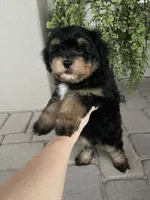 Anthem, a male Cavapoo and Miniature Bernedoodle for sale in Superior, AZ – 3 of 4