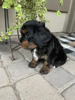 Sparkler, a female Cavapoo and Miniature Bernedoodle for sale in Superior, AZ – 2 of 4