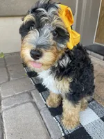 Bluey, a female Miniature Bernedoodle for sale in Superior, AZ – 3 of 10