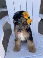 Bluey, a female Miniature Bernedoodle for sale in Superior, AZ – 4 of 10