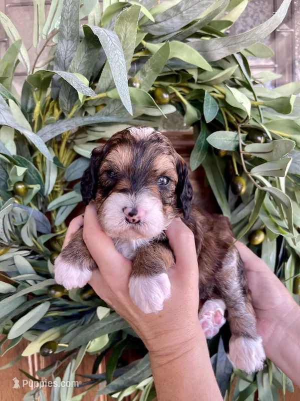 Moana – Bernedoodle, Golden Mountain Doodle puppy for sale in Superior, AZ