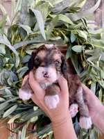 Moana, a female Bernedoodle and Golden Mountain Doodle for sale in Superior, AZ – 1 of 1