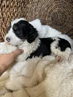Coco, a female Bernedoodle and Golden Mountain Doodle for sale in Superior, AZ – 5 of 9
