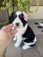 Coco, a female Bernedoodle and Golden Mountain Doodle for sale in Superior, AZ – 3 of 9