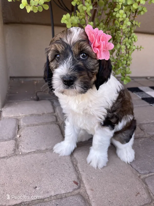 Tiki – Bernedoodle, Golden Mountain Dog puppy for sale in Superior, AZ
