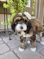 Moana, a female Bernedoodle and Golden Mountain Doodle for sale in Superior, AZ – 2 of 10