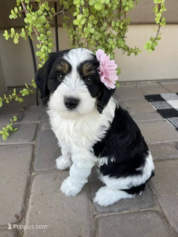Coco – Bernedoodle, Golden Mountain Doodle puppy for sale in Superior, AZ