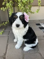 Coco, a female Bernedoodle and Golden Mountain Doodle for sale in Superior, AZ – 1 of 9