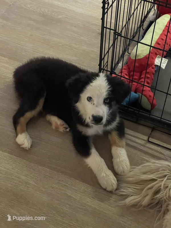 Bear – Miniature Australian Shepherd puppy for sale in Superior, AZ