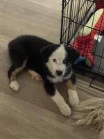 Bear, a male Miniature Australian Shepherd for sale in Superior, AZ – 1 of 4
