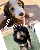Bluey, a female Miniature Bernedoodle for sale in Superior, AZ – 10 of 10