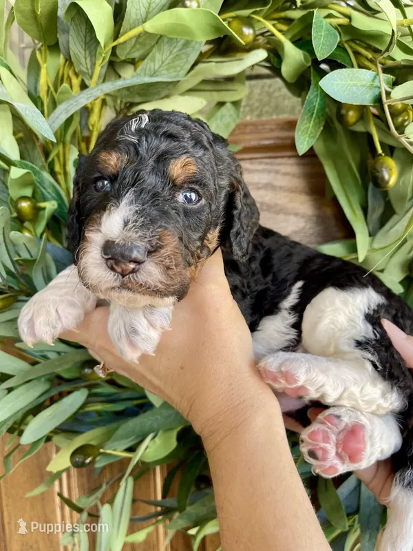 Maui  – Bernedoodle, Golden Mountain Dog puppy for sale in Superior, AZ