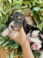 Maui , a male Bernedoodle and Golden Mountain Dog for sale in Superior, AZ – 1 of 1