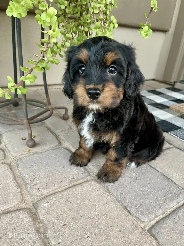 Sparkler – Cavapoo, Miniature Bernedoodle puppy for sale in Superior, AZ