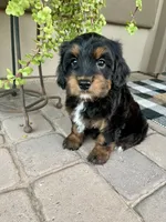 Sparkler, a female Cavapoo and Miniature Bernedoodle for sale in Superior, AZ – 1 of 4