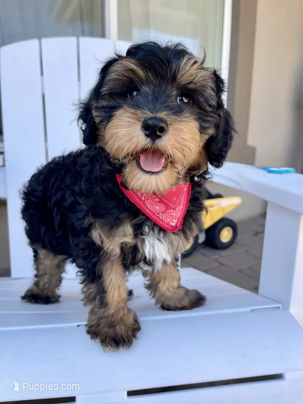 Anthem – Cavapoo, Miniature Bernedoodle puppy for sale in Superior, AZ