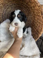 Coco, a female Bernedoodle and Golden Mountain Doodle for sale in Superior, AZ – 6 of 9