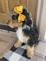 Bluey, a female Miniature Bernedoodle for sale in Superior, AZ – 2 of 10