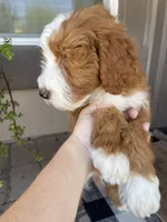Socks, a male Miniature Bernedoodle for sale in Superior, AZ – 4 of 7