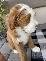 Socks, a male Miniature Bernedoodle for sale in Superior, AZ – 3 of 7