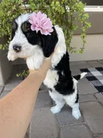 Coco, a female Bernedoodle and Golden Mountain Doodle for sale in Superior, AZ – 2 of 9