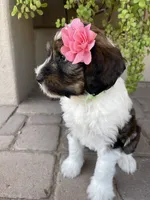Tiki, a female Bernedoodle and Golden Mountain Dog for sale in Superior, AZ – 4 of 8