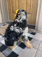 Bluey, a female Miniature Bernedoodle for sale in Superior, AZ – 6 of 10