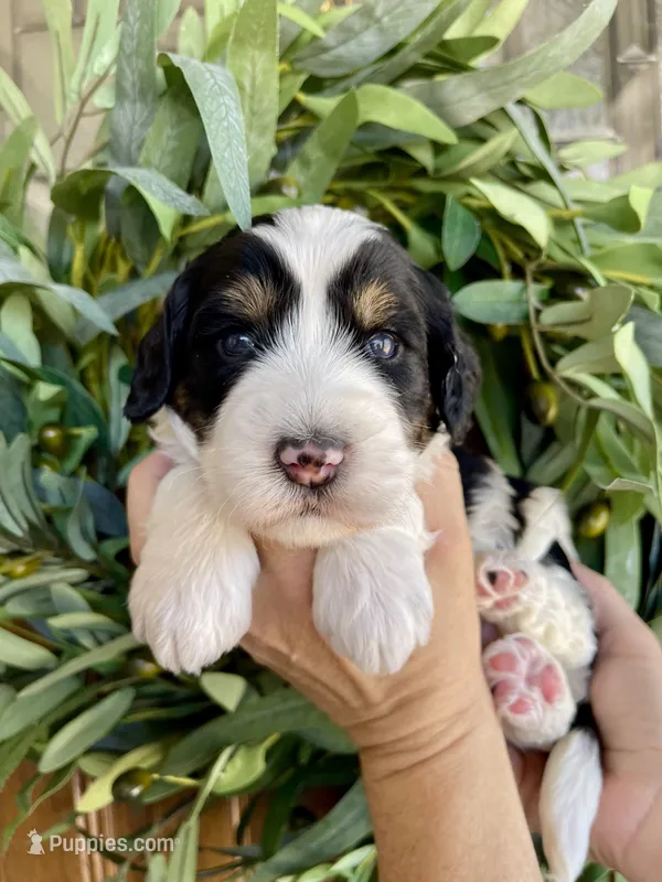 Coco – Bernedoodle, Golden Mountain Doodle puppy for sale in Superior, AZ
